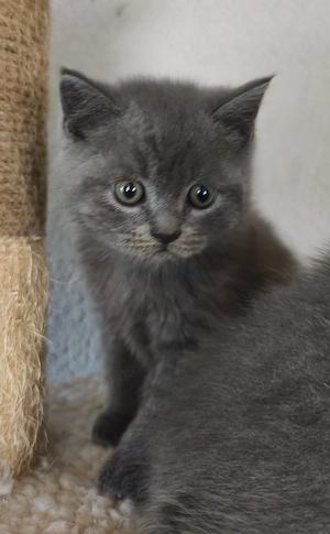 Bkh Kitten männlich 