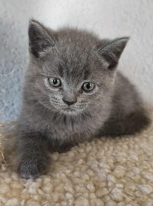 BKH Kitten männlich abgabebereit 