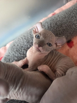 Sphynx-Elf Kitten, letztes Mädchen 
