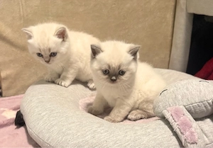 Bkh Kitten
