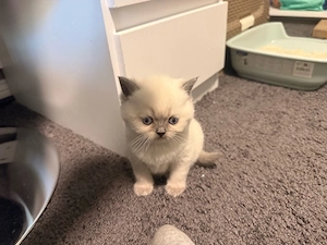 Bkh Kitten