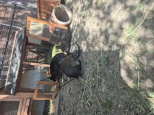 Hasenbabys Osterhasen Bild 3