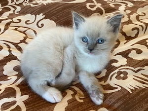 wunderschönes Kitten Kätzchen Katze Mädchen Ragdoll British Kurzhaar BKH