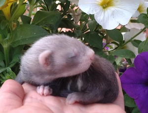Frettchen Welpen 