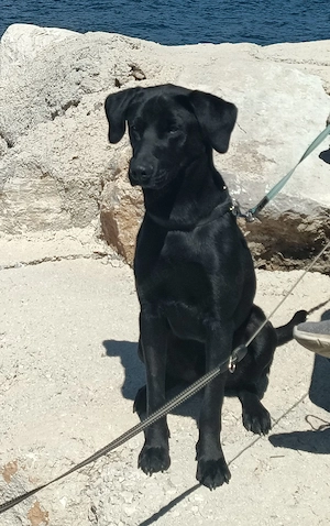 Labrador Rüde 10 Monate