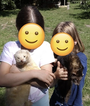 Frettchen Welpen  Bild 7