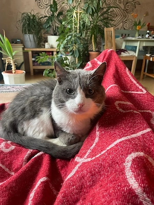 Zuhause gesucht für Gray