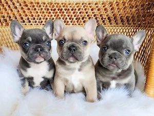 Französische Bulldoggen Welpen