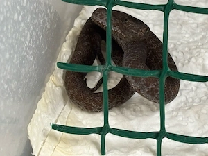 Trimeresurus purpureomaculatus Nz 26