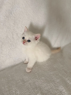 Bkh kitten  Bild 2