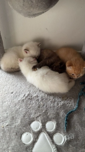 Bkh kitten  Bild 1