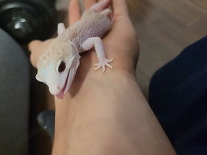 Leopardgecko Männchen 