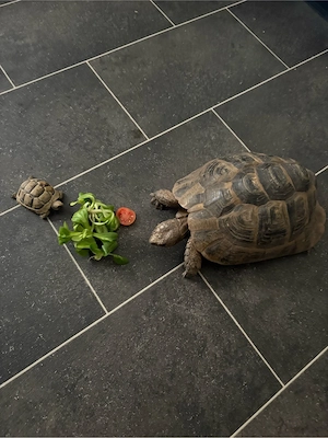maurische landschildkröte 19 jahre alt