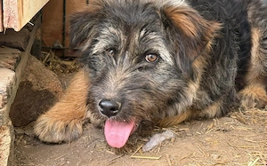 Jungspund Kessie auf der Suche