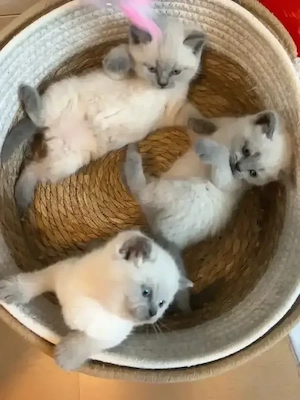 BKH Kitten Bild 2