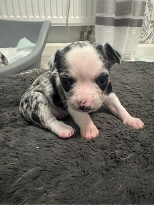 chihuahua welpen 