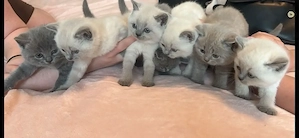 BKH Kitten