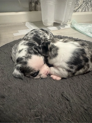 chihuahua welpen 
