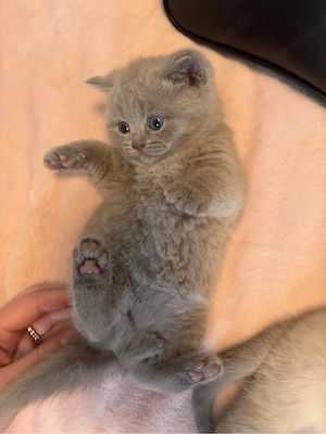 BKH Kitten Bild 5