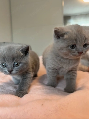 BKH Kitten Bild 3