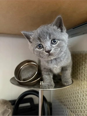 BKH Kitten Bild 4
