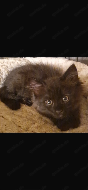 1 kleiner Kater , Maine Coon Mix, abzugeben Bild 2