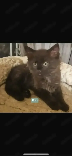 1 kleiner Kater , Maine Coon Mix, abzugeben