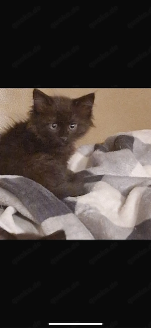 1 kleiner Kater , Maine Coon Mix, abzugeben Bild 3