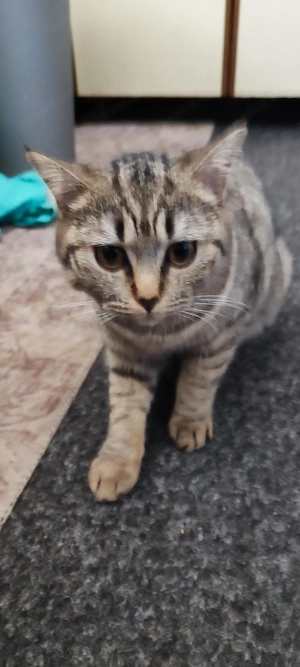 10 Monate alte Britisch Kurzhaar-Katze, Trier Bild 5