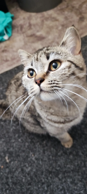 10 Monate alte Britisch Kurzhaar-Katze, Trier Bild 3