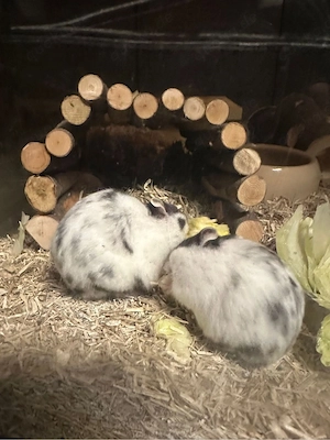 Campbell Hamster  Bild 3