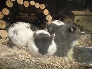 Campbell Hamster  Bild 2