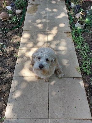 Hund rüde ,Rambo suchen ein neue familie 