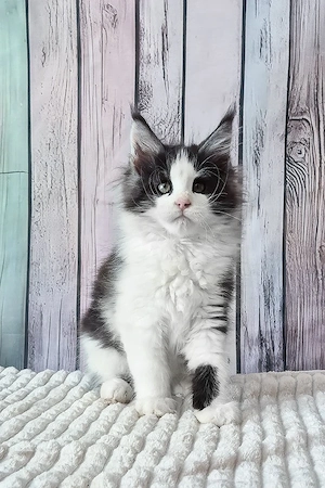 Bildschöne Maine Coon Mix Traumkatze (5 Monate)   Kinderlieb, geimpft & super sozial!