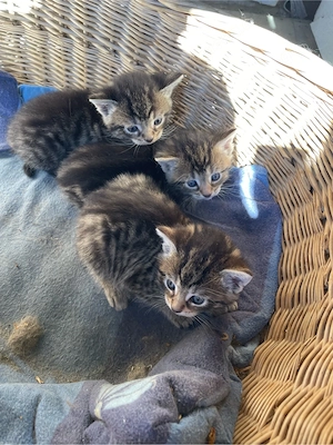 EKH - Mix Kitten
