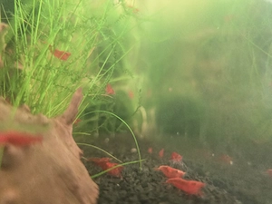 Leuchtend rote Red Fire Garnelen (Neocaridina) - robust & agil