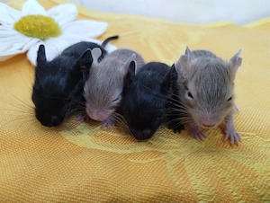 Knuddelige Degu Kids,kunterbunt:schwarz&sand&schoko-,Schecke suchen ihr Zuhause im Glück! Bild 4