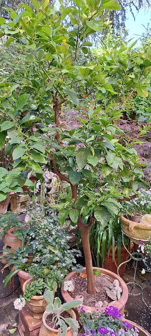 Großer Zitronenbaum 2,35 m
