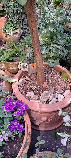 Großer Zitronenbaum 2,35 m Bild 2