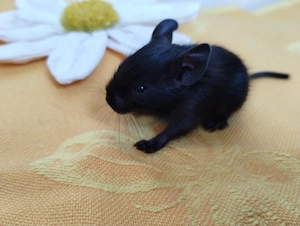 Knuddelige Degu Kids,kunterbunt:schwarz&sand&schoko-,Schecke suchen ihr Zuhause im Glück! Bild 7
