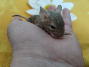 Knuddelige Degu Kids,kunterbunt:schwarz&sand&schoko-,Schecke suchen ihr Zuhause im Glück! Bild 8