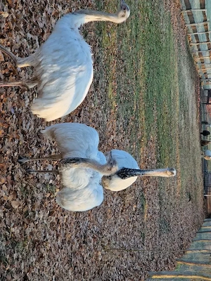 Nandu, Hahn, weiss, geschlechtsreif