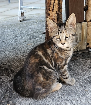 Maine coon mix Mädchen 
