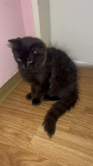 Süßes Katzenbaby sucht ein liebevolles Zuhause  