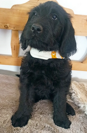 Labradoodle Welpen F1 schwarz mit Ahnentafel bereit für ihre neuen Lieblingsmenschen