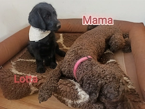 Labradoodle Welpen F1 schwarz mit Ahnentafel bereit für ihre neuen Lieblingsmenschen