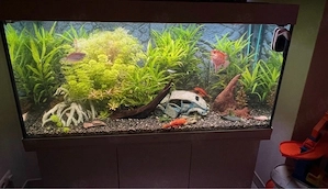 Juwel Rio 350L Aquarium - Komplett