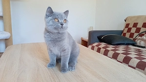 BKH-Kitten in blue und blue-tortie ( Stammbaum)!