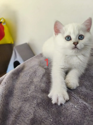 Baby kitten weiß 
