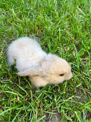 Zwergkaninchen